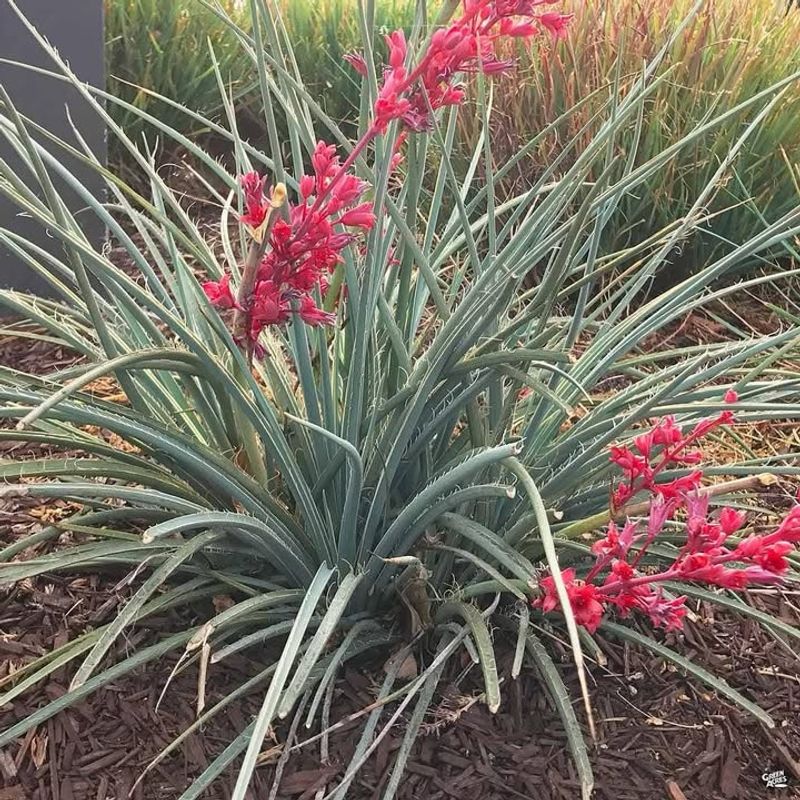 Red Yucca Handles Extreme Heat And Low Water