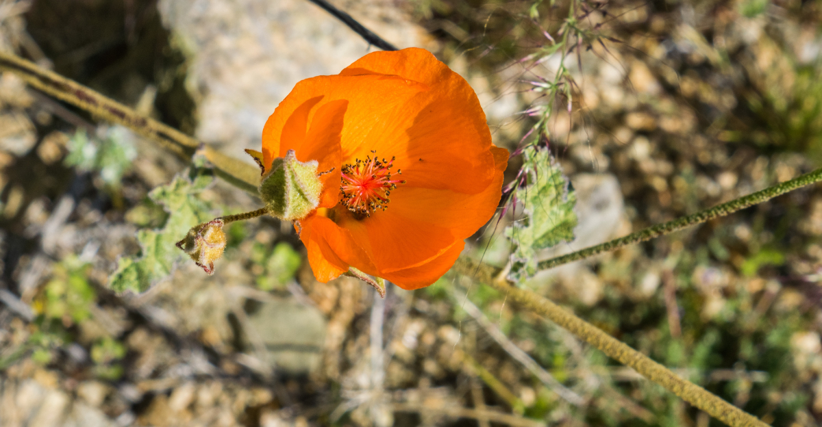 plant (featured image)