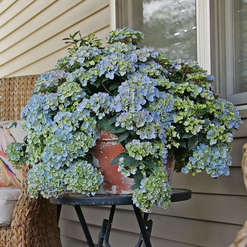 They Fit Perfectly In Small Ohio Gardens