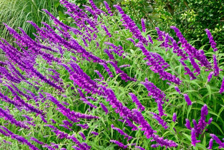 mexican bush sage