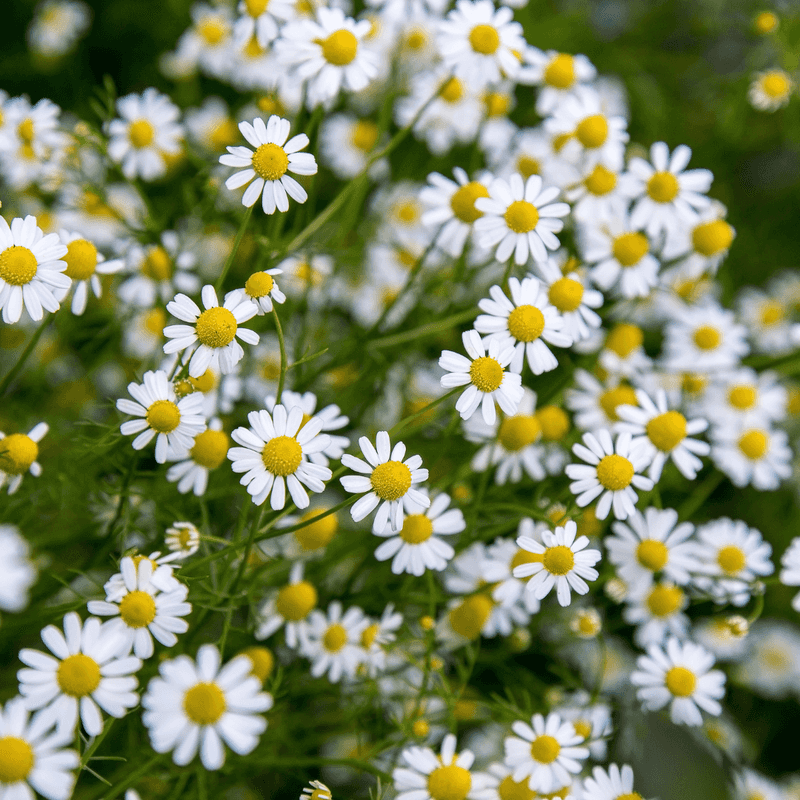Blackfoot Daisy 