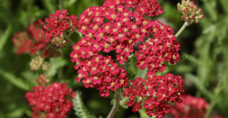 yarrow