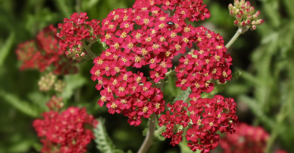 yarrow