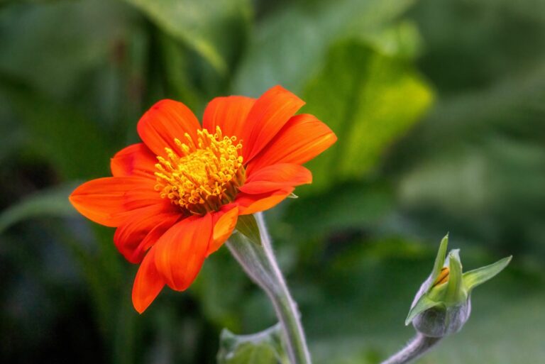 mexican sunflower