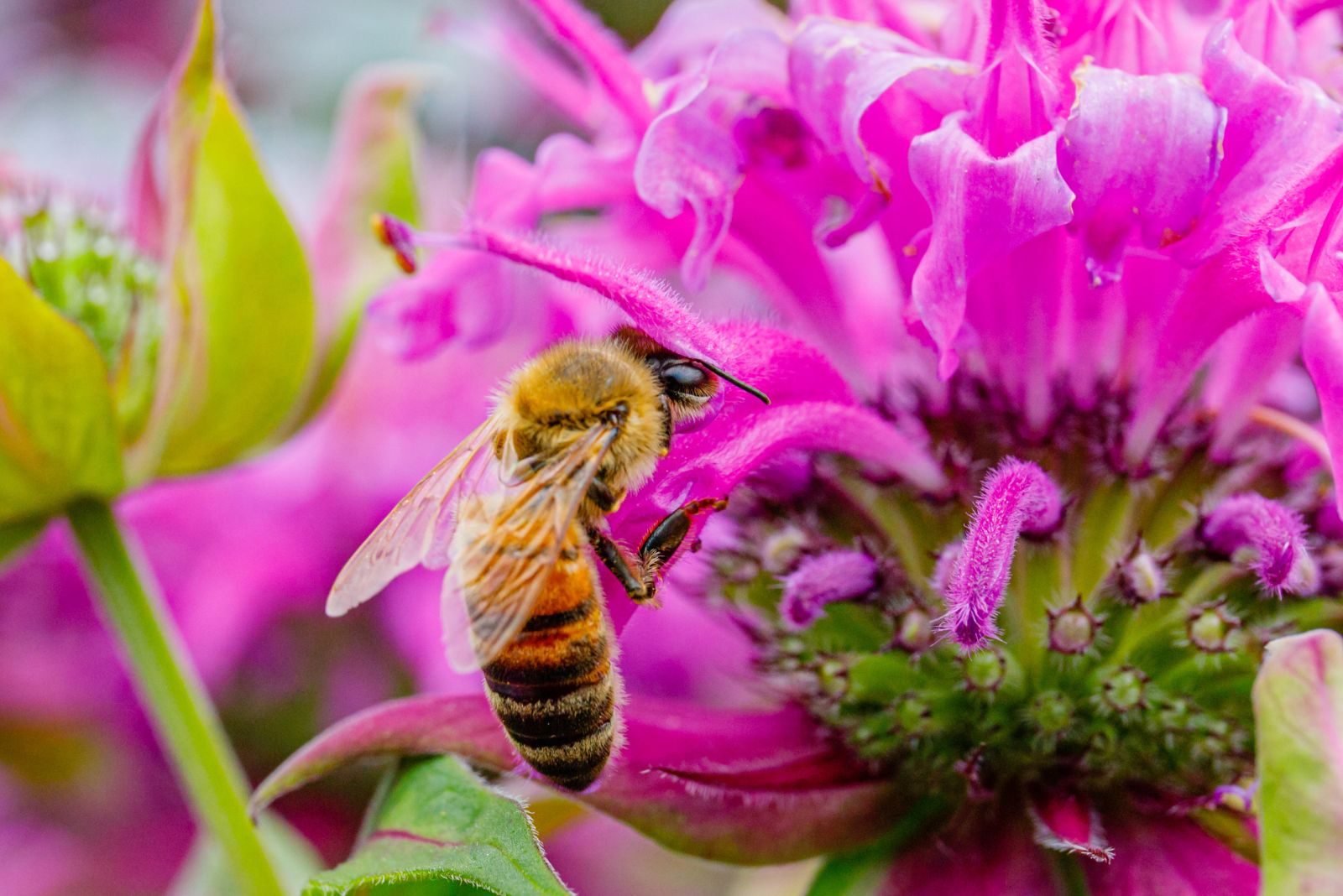 bee on wild bergamot