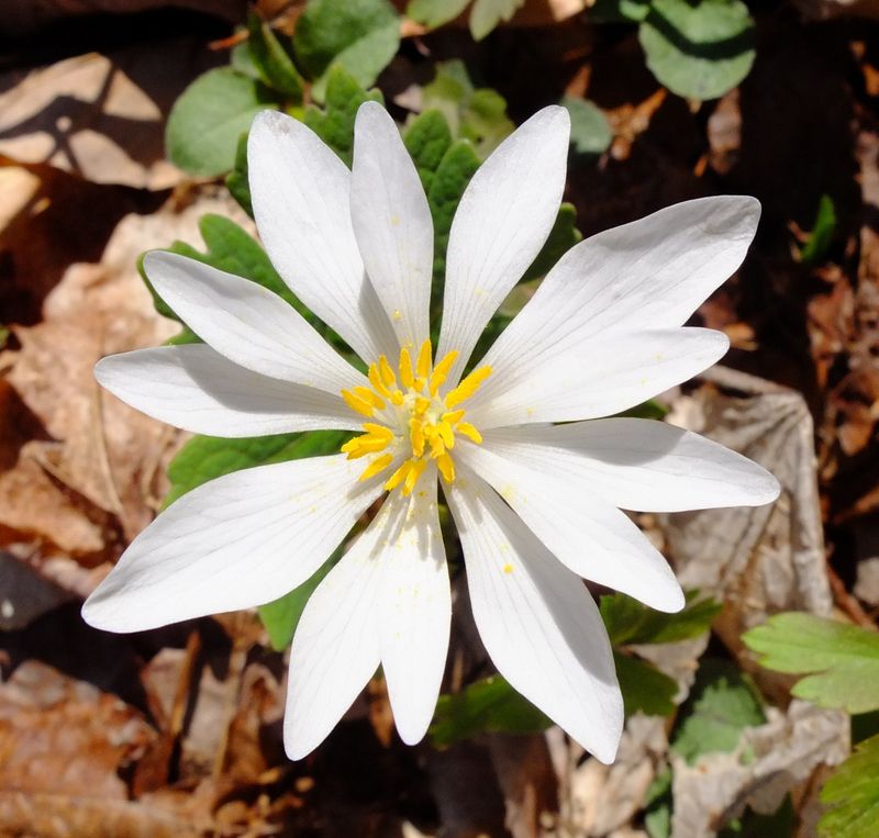 Bloodroot (Sanguinaria Canadensis)