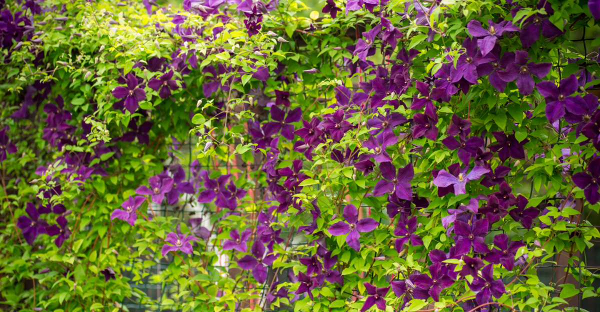 violet vine