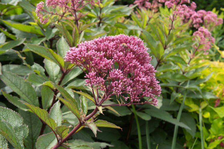 joe pye weed