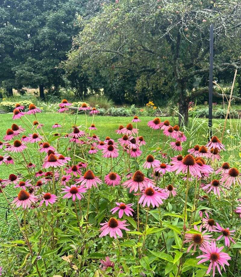 Purple Coneflower Expands With Age And Deep Roots