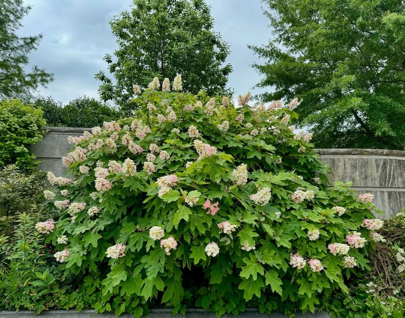 Oakleaf Hydrangea Handles Shade And Heat With Ease