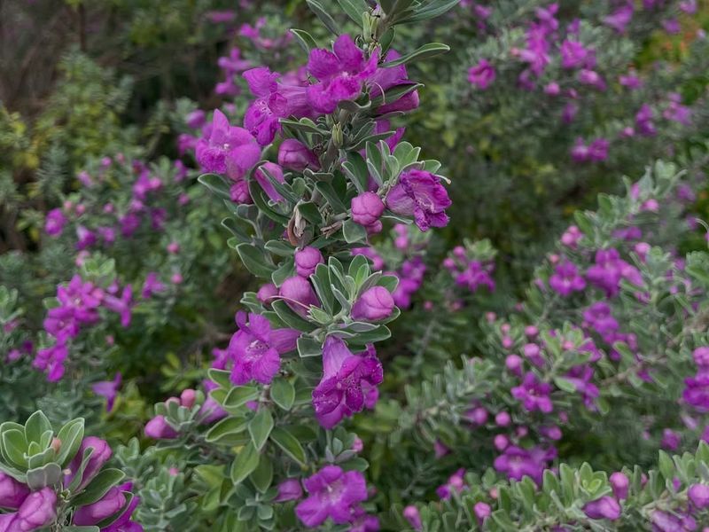 Texas Sage (Leucophyllum Frutescens)