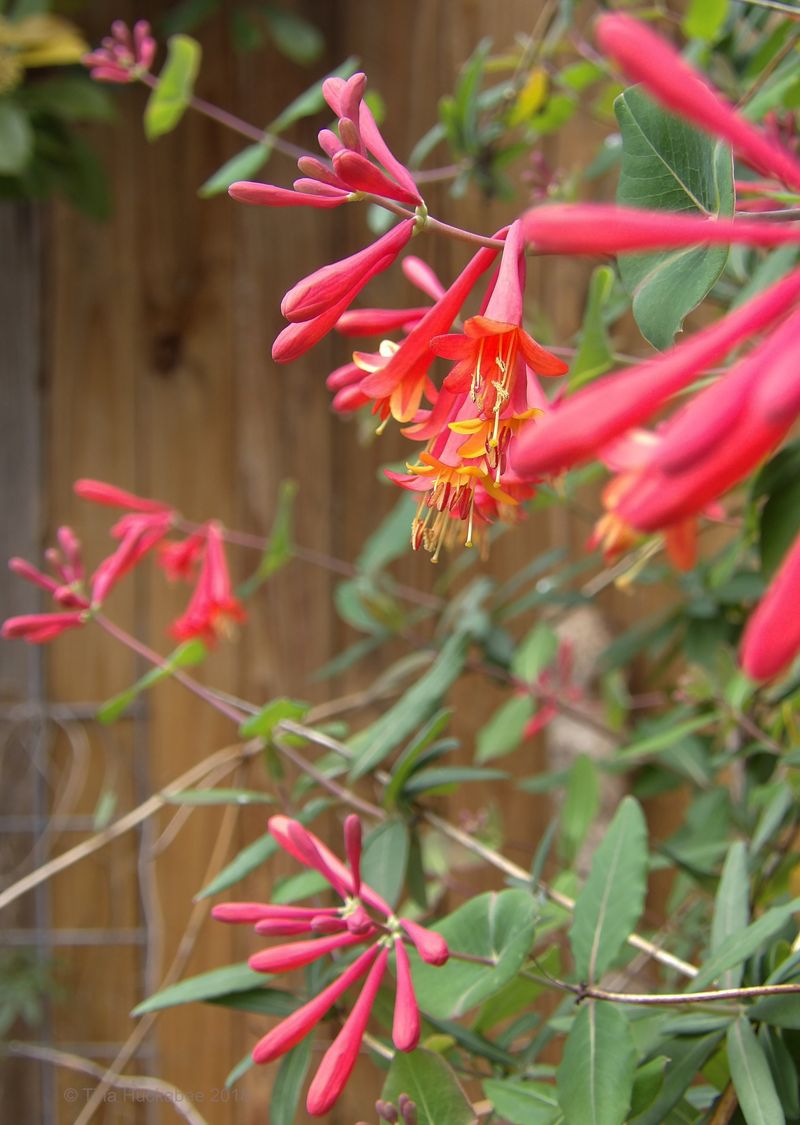 Coral Honeysuckle (Lonicera Sempervirens)