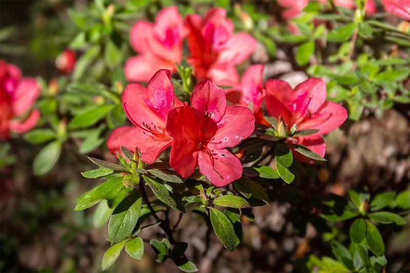 Azaleas