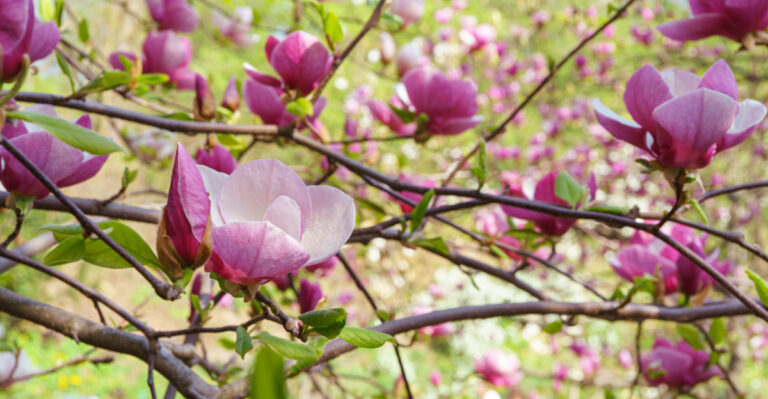 magnolia buds