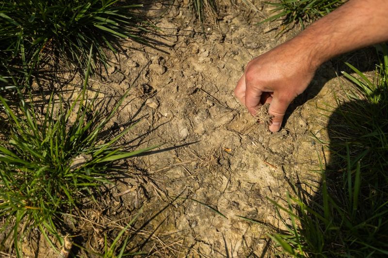 Thin Or Patchy Lawns Invite Weeds