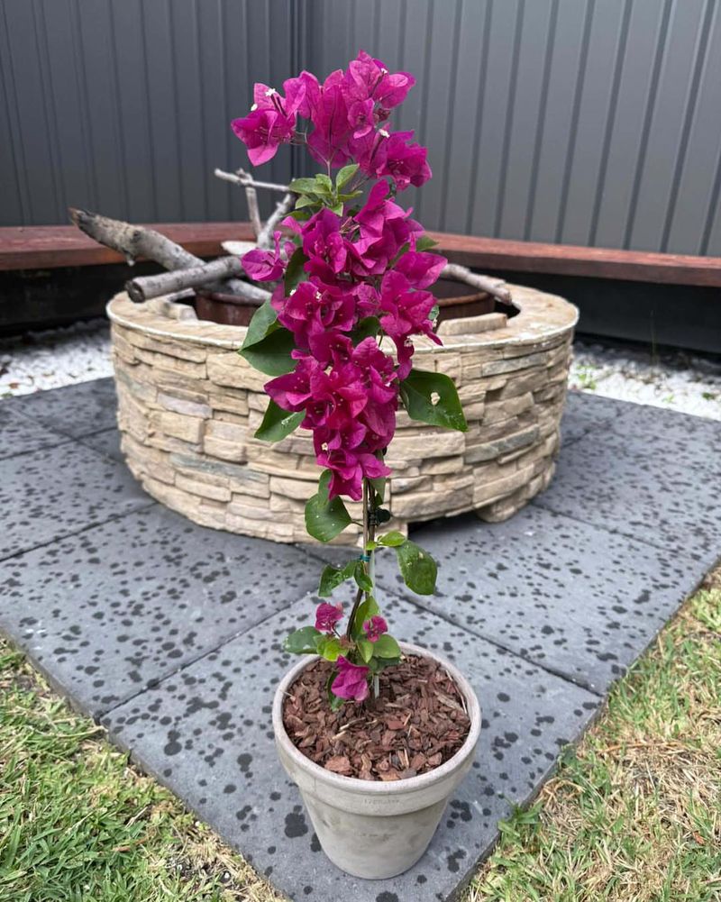 Bougainvillea Keeps Blooming Even In Intense Summer Sun