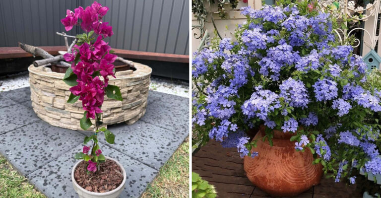 These Outdoor Potted Plants Keep Their Color In Arizona Heat