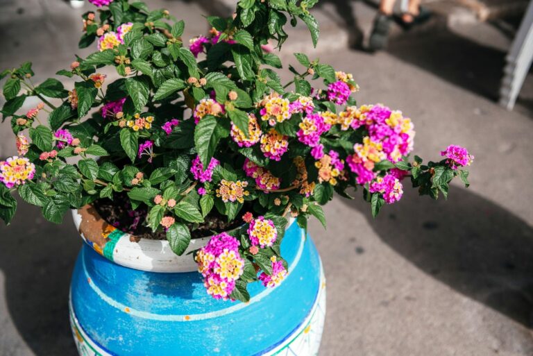 potted lantana