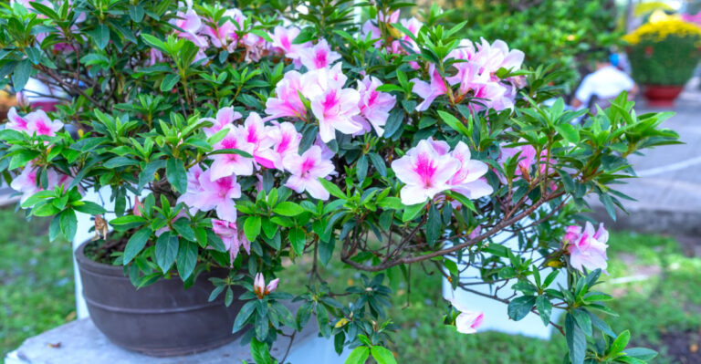 These Outdoor Potted Plants Stay Colorful Through North Carolina’s Shifting Spring Temperatures