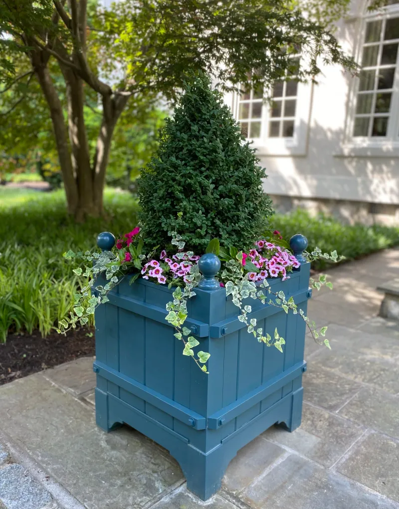 Boxwood Keeps Its Evergreen Charm