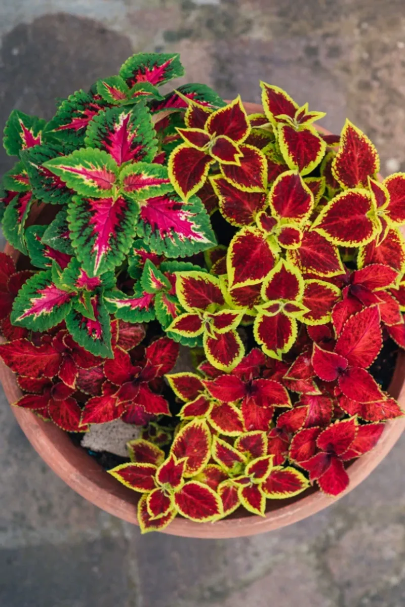 Coleus