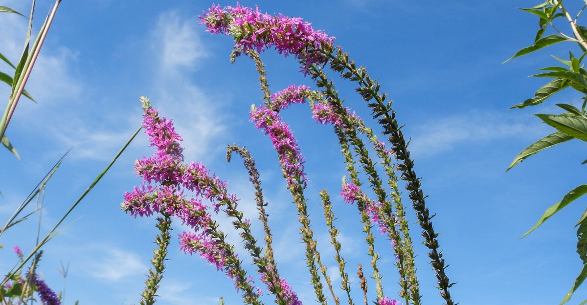 purple invasive flowers