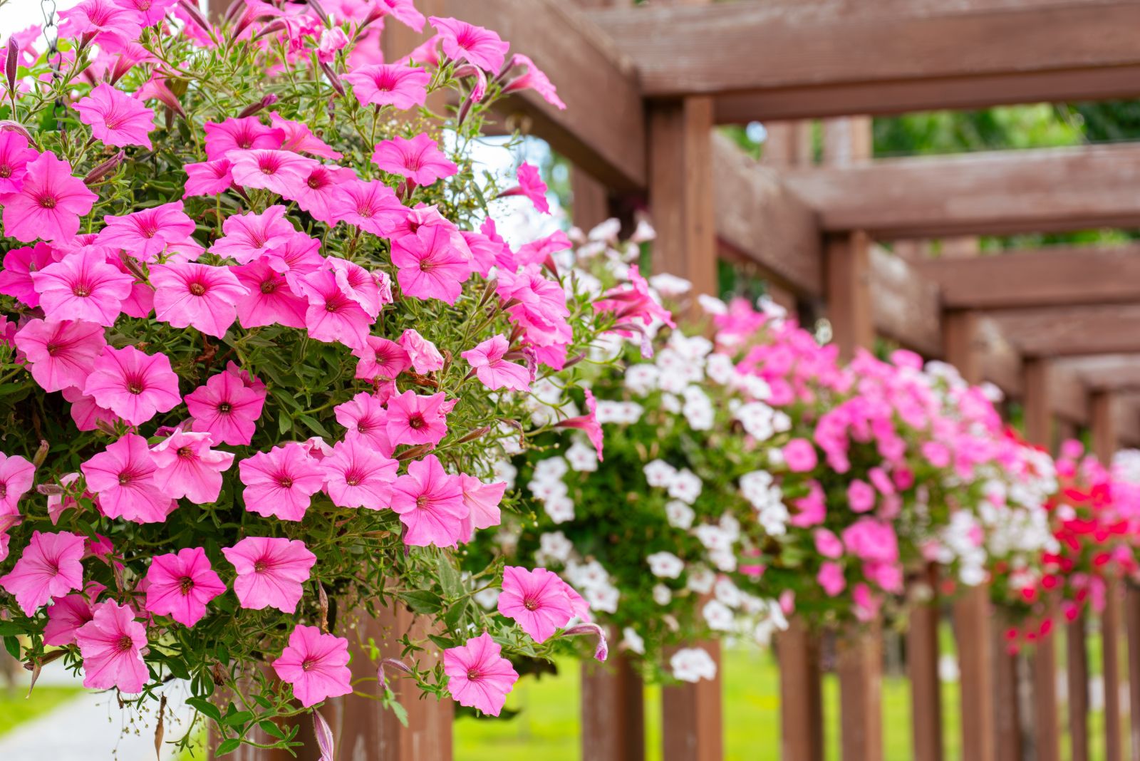 potted petunias