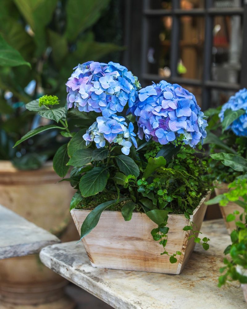 Hydrangeas