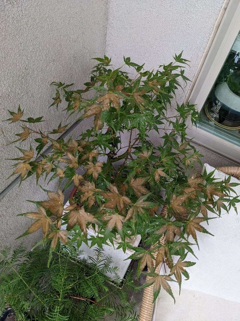 Japanese Maple Shows Leaf Scorch In Full Sun