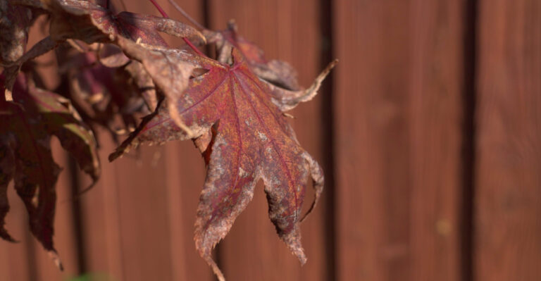 These Plants Struggle Most In California Heat (Avoid Planting Them)