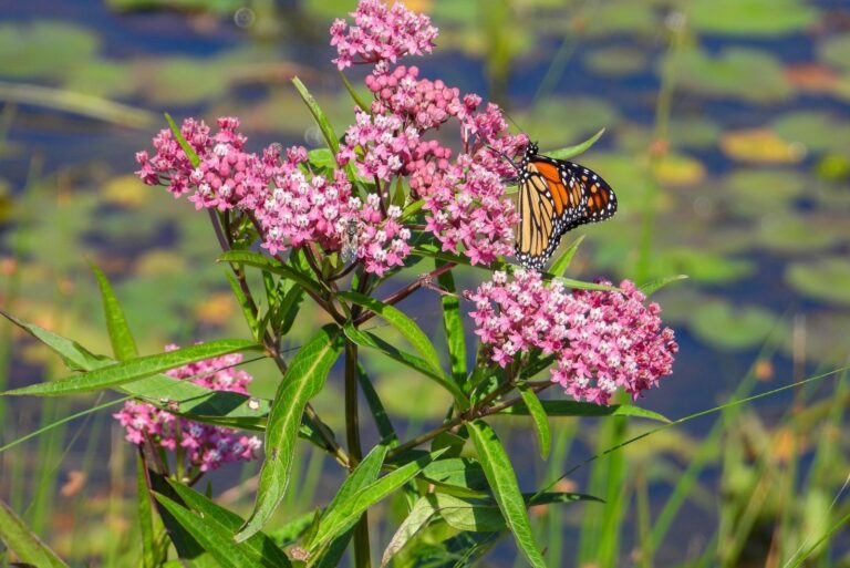 swamp milkweed