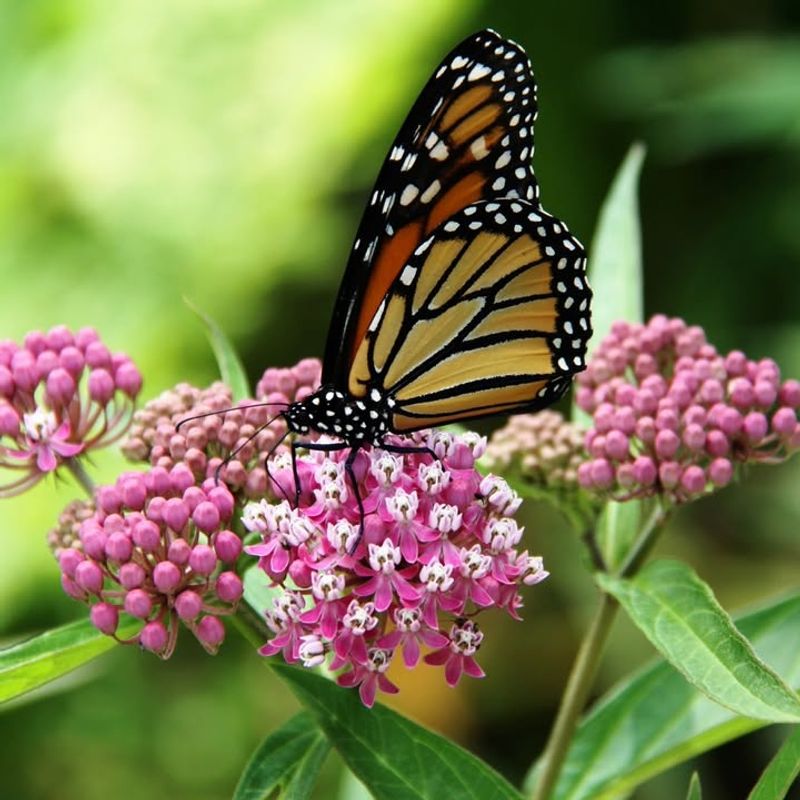 Swamp Milkweed (Asclepias Incarnata)