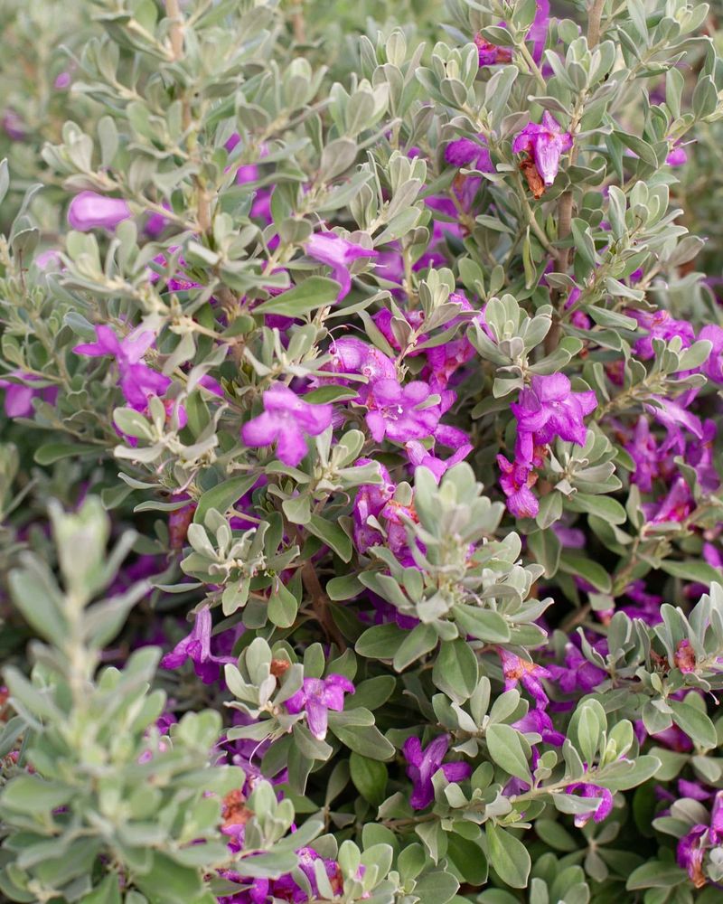 Texas Sage 