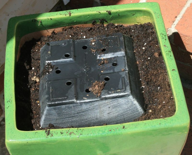 Empty Old Soil And Remove Winter Root Debris