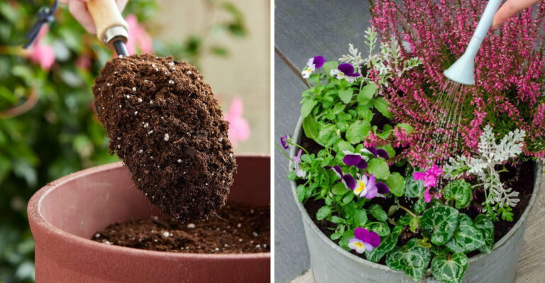 These Simple Steps Prepare Containers For Spring Blooms In Georgia