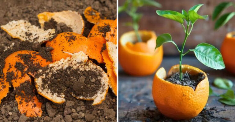 These Simple Ways Help You Get The Most Out Of Citrus In Arizona