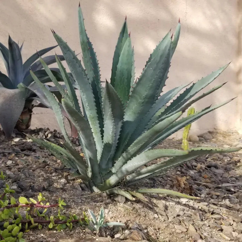 Agave