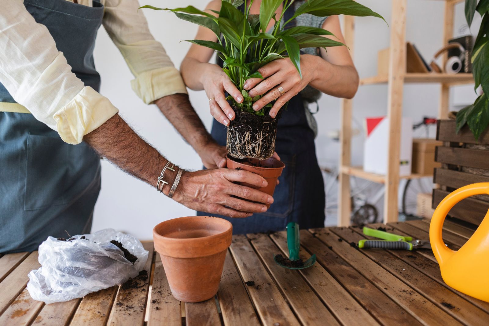 repotting peace lily