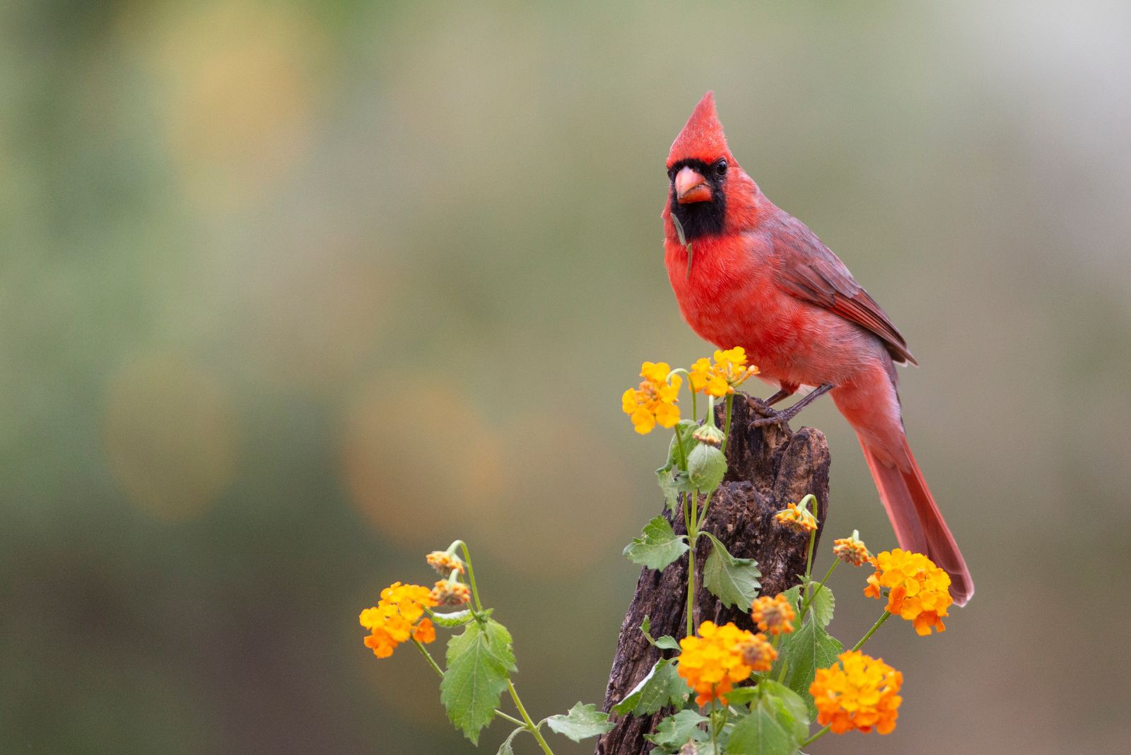 northern cardinal