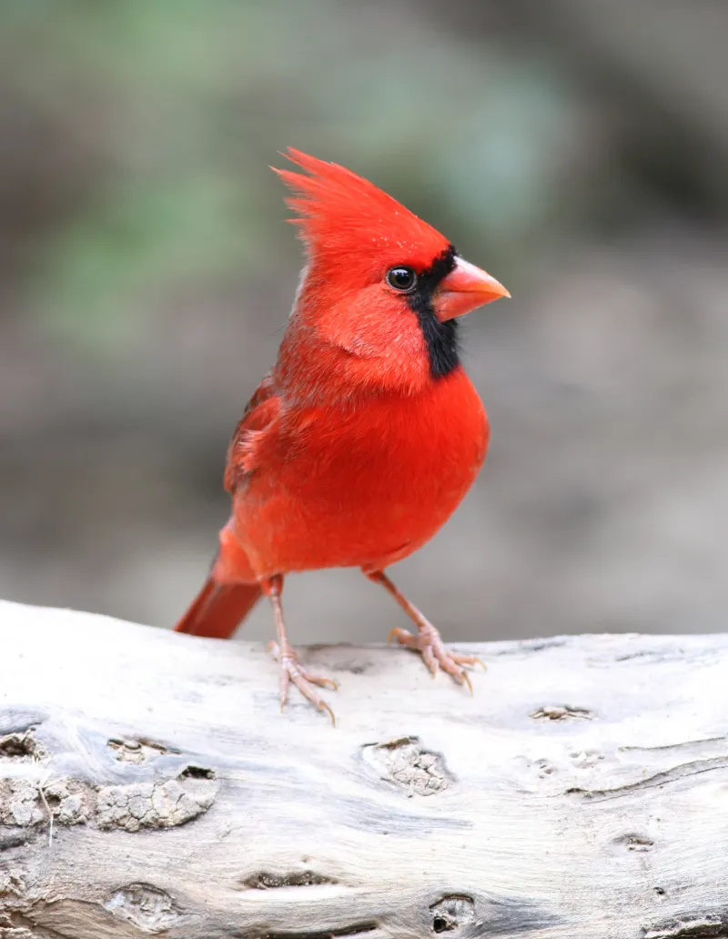 How Texas Native Flowers Draw Northern Cardinals To Your Garden?