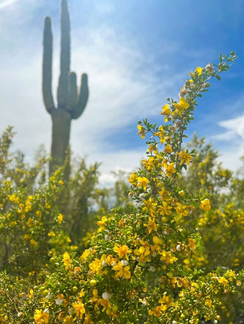 Creosote Bush Thrives In Harsh Desert Conditions