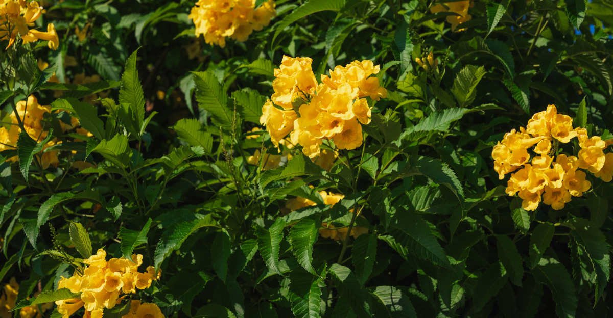 shrub (featured image)