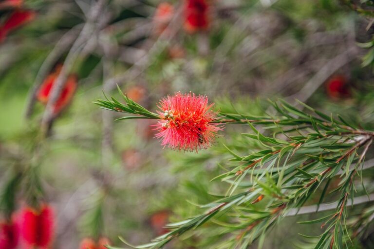 bottlebrush shrub
