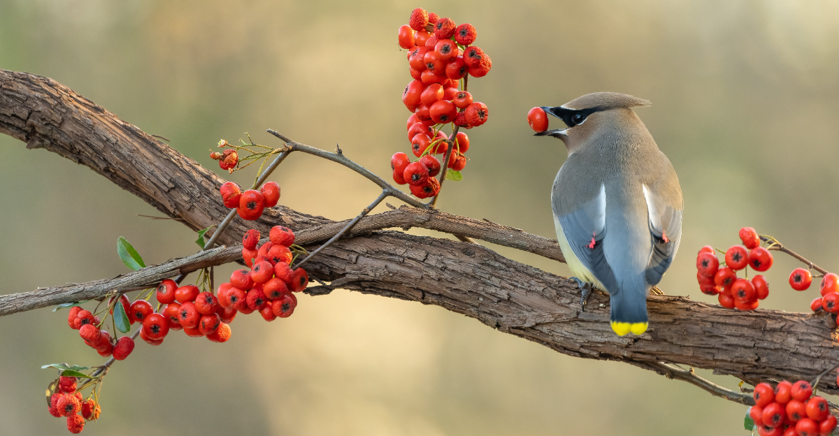 cedar waxwing