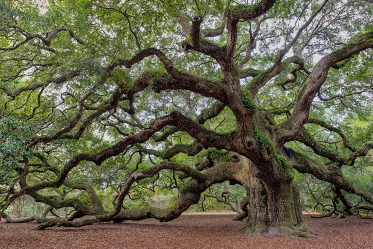 live oak