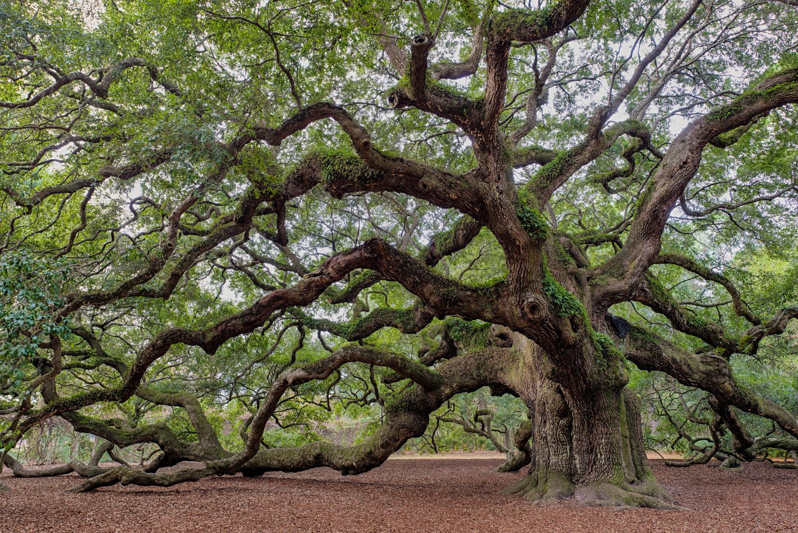 live oak