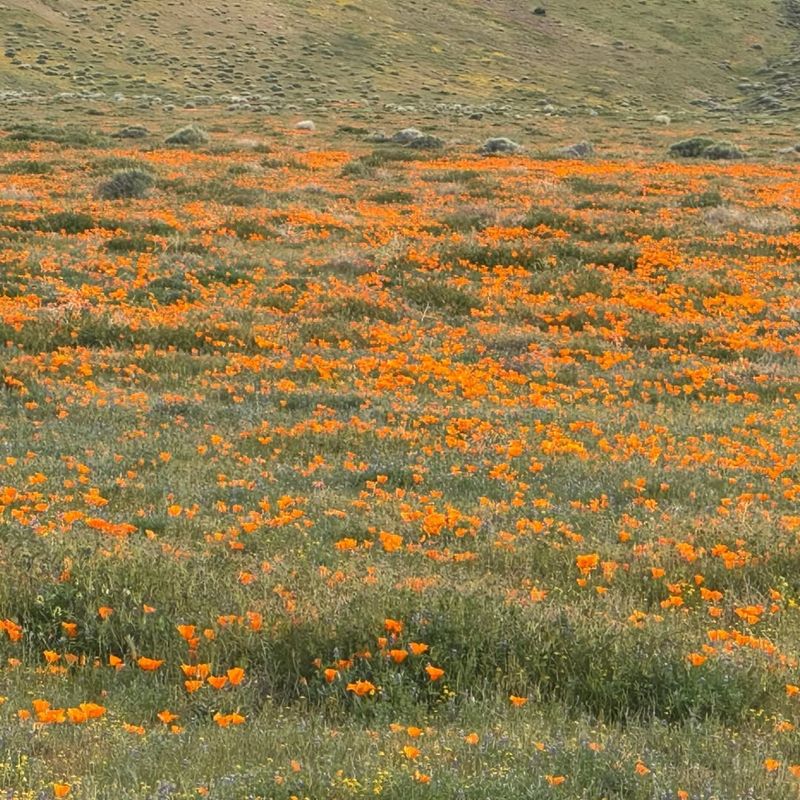 California Poppy
