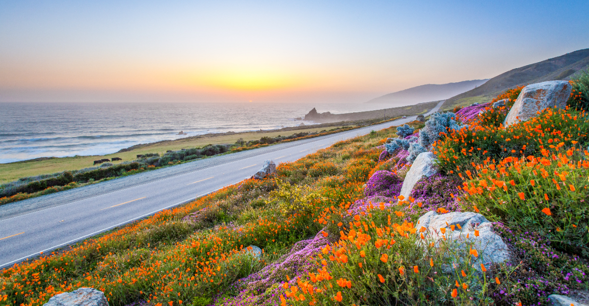 california wildflowers roadside