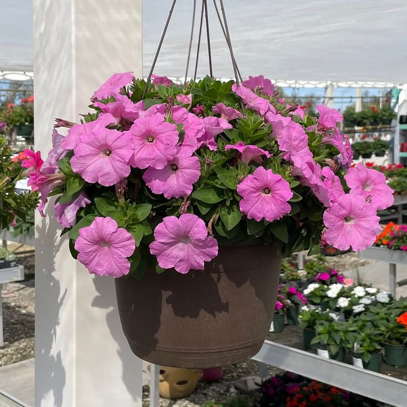 They Grow Beautifully In Pots And Hanging Baskets