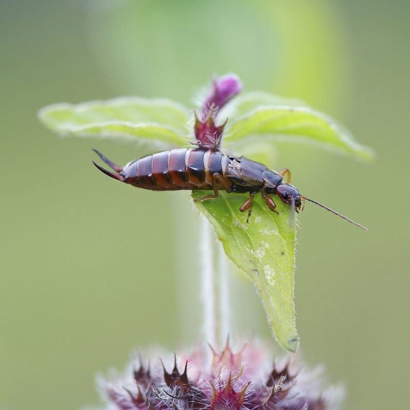 Early Spring Is The Best Time To Monitor Them